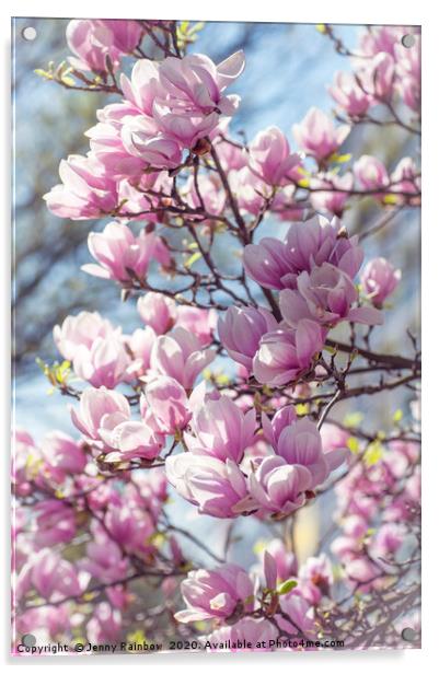 Abundant Blooms of Chinese Magnolia 2 Acrylic by Jenny Rainbow