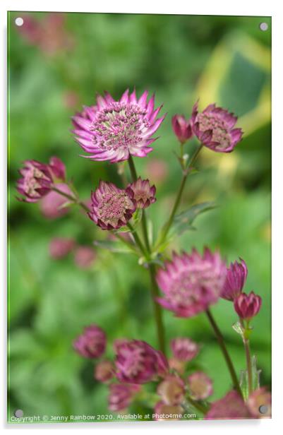 Astrantia Major Star of Beauty Acrylic by Jenny Rainbow