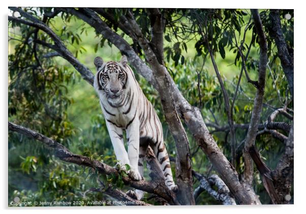 White Tiger on the Tree Acrylic by Jenny Rainbow