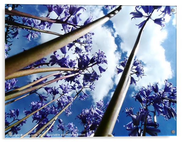 Bluebell trees Acrylic by colin potts