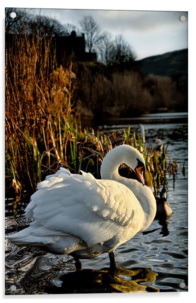 Swan at Lochend Loch Acrylic by Leo Jaleo 