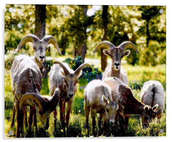 Mountain Goats Acrylic by Diane  Mohlman