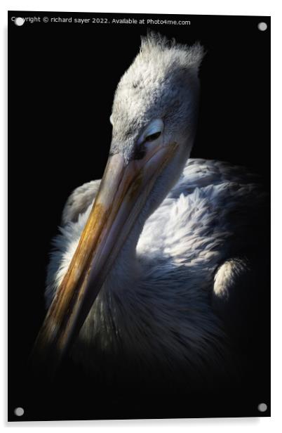 Sleepy Pelican Acrylic by richard sayer