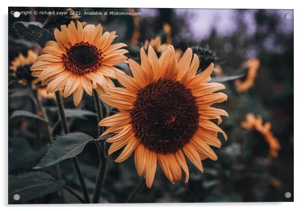 Radiant Autumn Sunflowers Acrylic by richard sayer