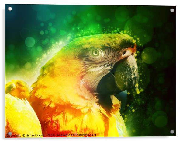 Yellow Macaw Acrylic by richard sayer