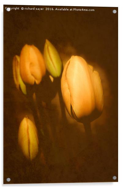 Vintage Amsterdam Tulips Acrylic by richard sayer