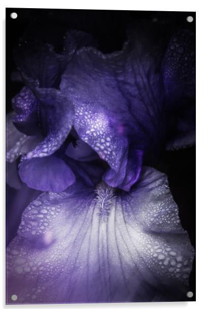 Blue Iris Acrylic by richard sayer