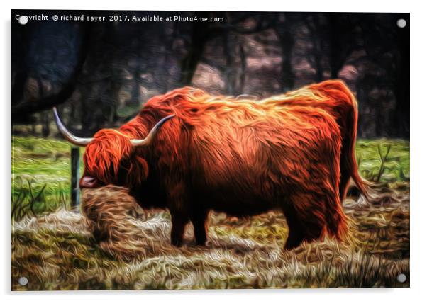 Hairy Coo Acrylic by richard sayer