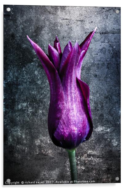 Steel Tulip Acrylic by richard sayer