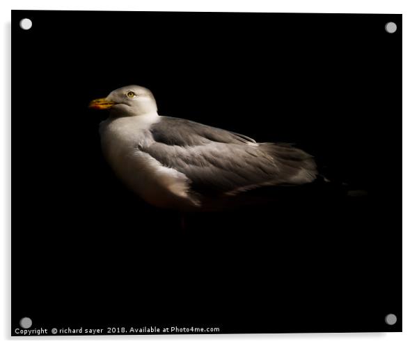 Herring Gull Acrylic by richard sayer