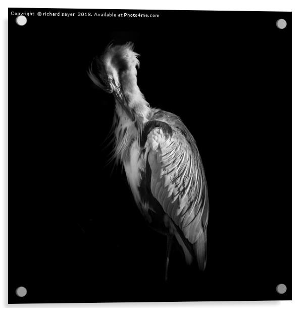 Grey Heron Black and White Acrylic by richard sayer