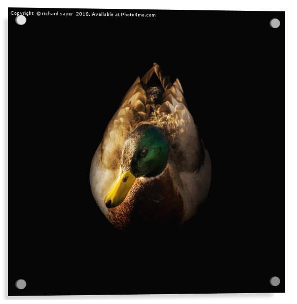 Male Mallard Duck Acrylic by richard sayer