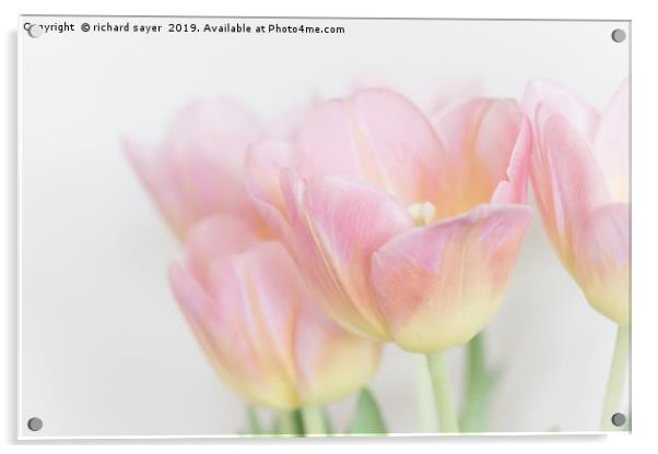 Pastel Tulips Acrylic by richard sayer