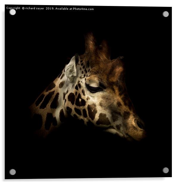 Rothschilds Giraffe Acrylic by richard sayer