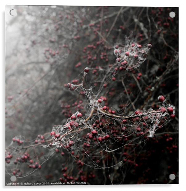 Enchanting November Berries Acrylic by richard sayer