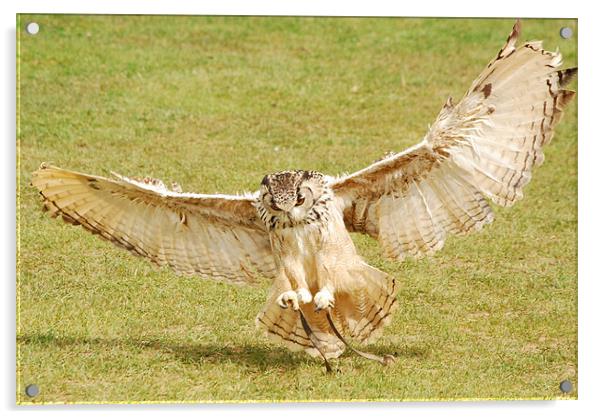 Eagle Owl Landing Acrylic by Mark McDermott