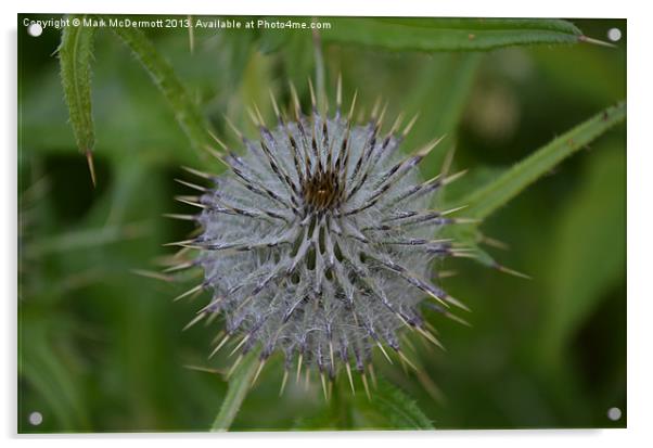 Scottish Thistle Acrylic by Mark McDermott