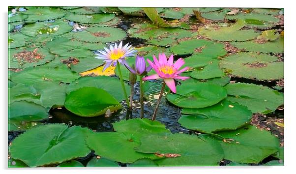 3 Lilies in a pond Acrylic by Mark McDermott