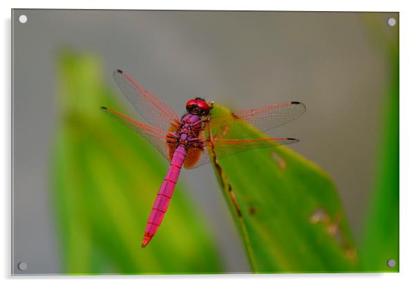  Pink Dragonfly Acrylic by Mark McDermott