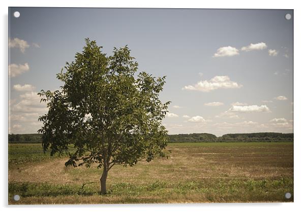 lone tree Acrylic by Ashley  Gruber