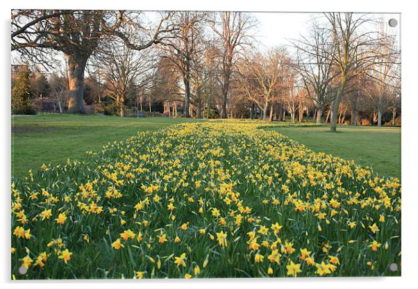 Daffodils Acrylic by David Tachauer