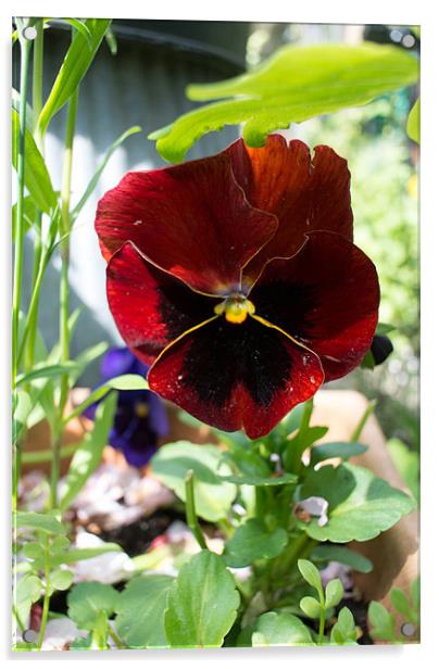 Crimson Pansy Acrylic by Peter Le Page