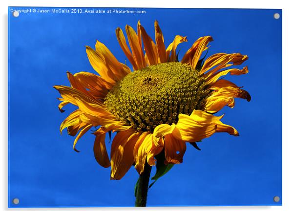 Summers Sunflower Acrylic by Jason McCalla
