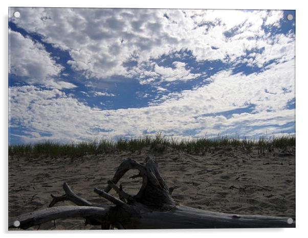 Cape Cod, Massachusetts Driftwood Acrylic by Jay Huckins