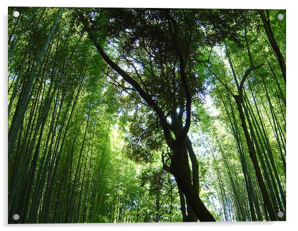 Jizo-in, Kyoto, Bamboo Temple Acrylic by Jay Huckins