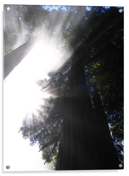 California Coast, Sequoia Sun Acrylic by Jay Huckins