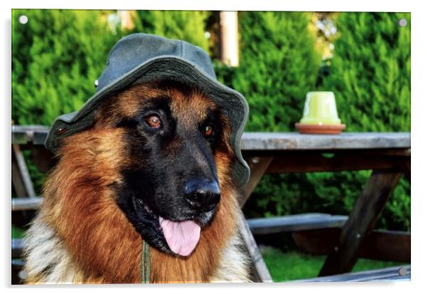 Dog wearing a sun hat  Acrylic by Gary Kenyon