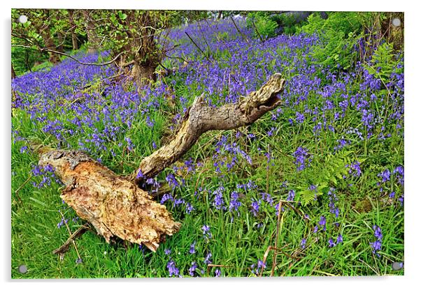 Bluebells in the woods Acrylic by Gary Kenyon