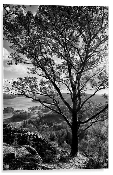 Light through the tree Acrylic by Gary Kenyon