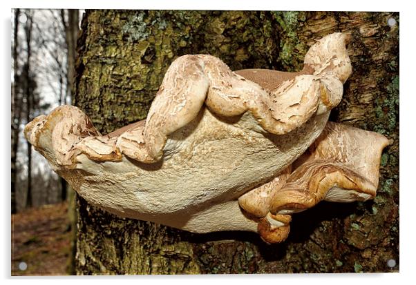 Mushroom Acrylic by Gary Kenyon