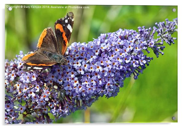  Red Admiral Butterfly Acrylic by Gary Kenyon