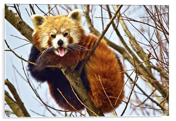  Cheeky Red Panda Acrylic by Gary Kenyon
