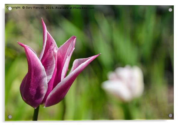 Tulips Acrylic by Gary Kenyon