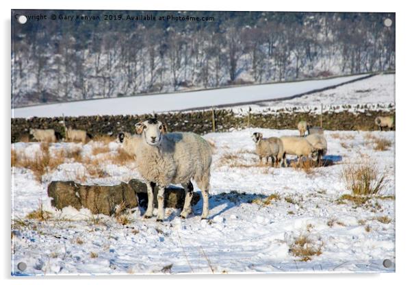 Sheep in a field Acrylic by Gary Kenyon