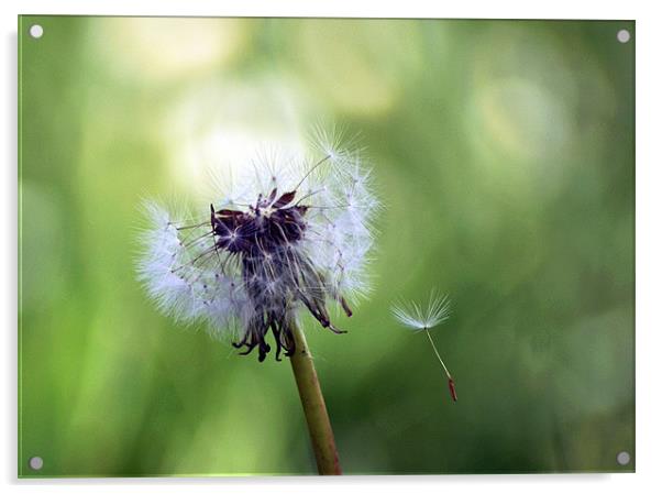 Dandylion Acrylic by Thanet Photos