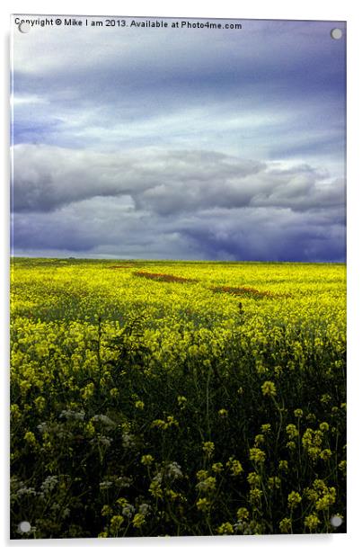 Field of oil seed Acrylic by Thanet Photos