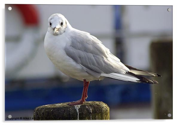 Small Gull Acrylic by Thanet Photos