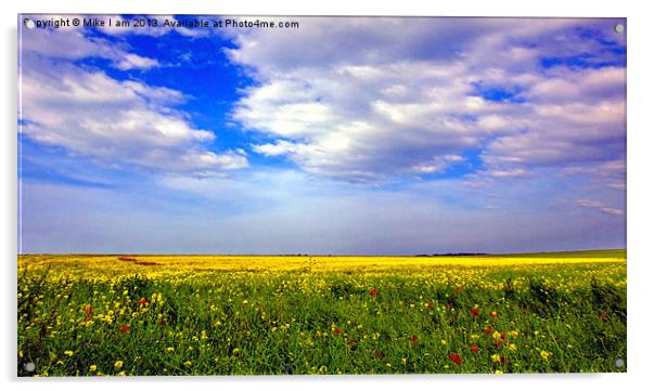Rape seed oil field Acrylic by Thanet Photos