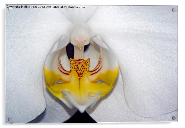 White Orchid Acrylic by Thanet Photos