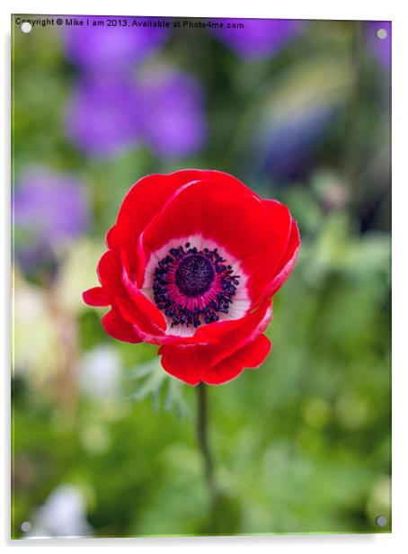 Red Anemone Acrylic by Thanet Photos
