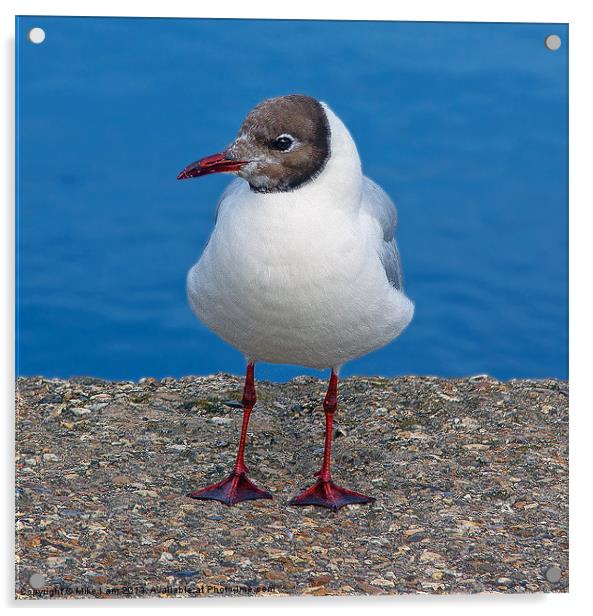 Black headed gull Acrylic by Thanet Photos