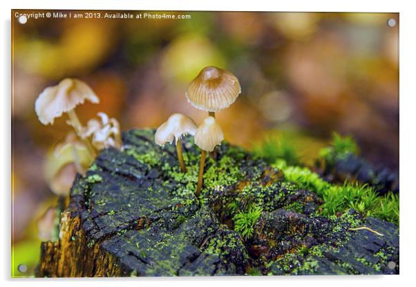 Mycena fungi Acrylic by Thanet Photos