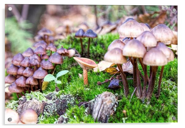 Mixed fungi Acrylic by Thanet Photos