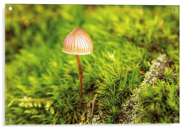 Lone fungi Acrylic by Thanet Photos