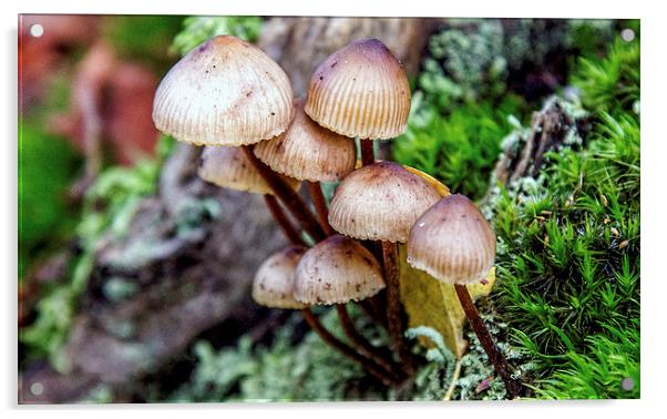 Fungi Acrylic by Thanet Photos