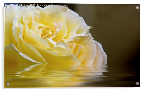 Rose reflection Acrylic by Thanet Photos
